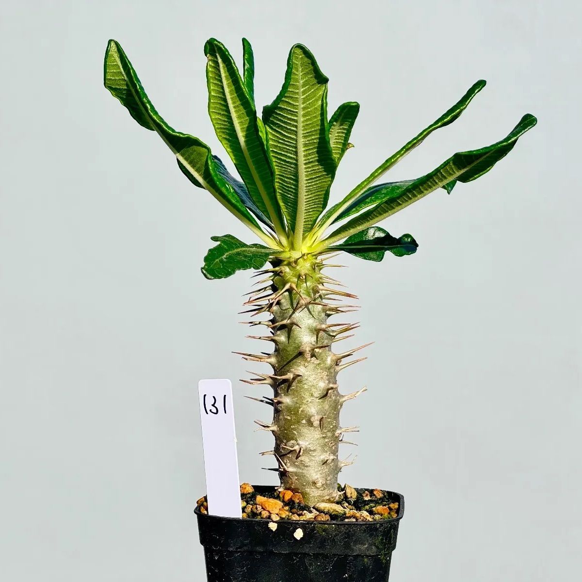 LOBINDON ロビンドン ミャクミャク グラキリス 亀甲竜 塊根 コンプ