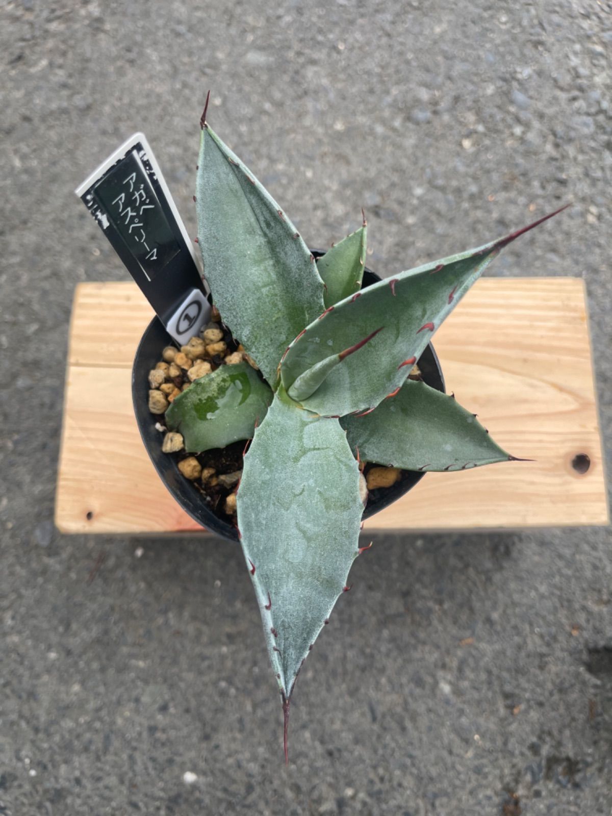 アガベ アスペリーマ ① 3.5号 - メルカリ