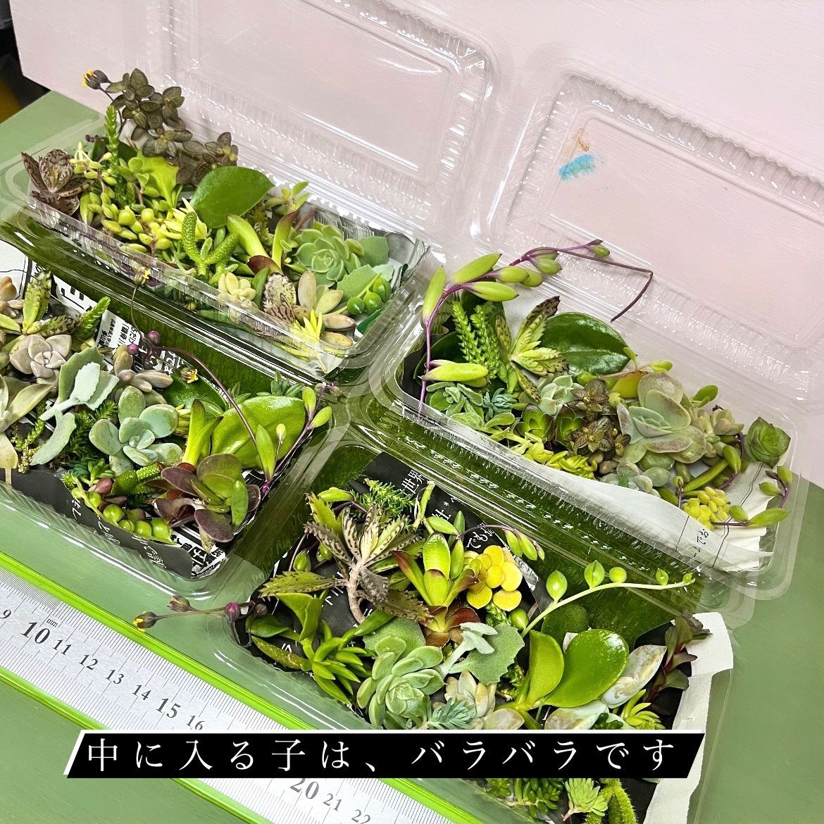 多肉植物カット苗〜100g詰め合わせパック(フードパック発送