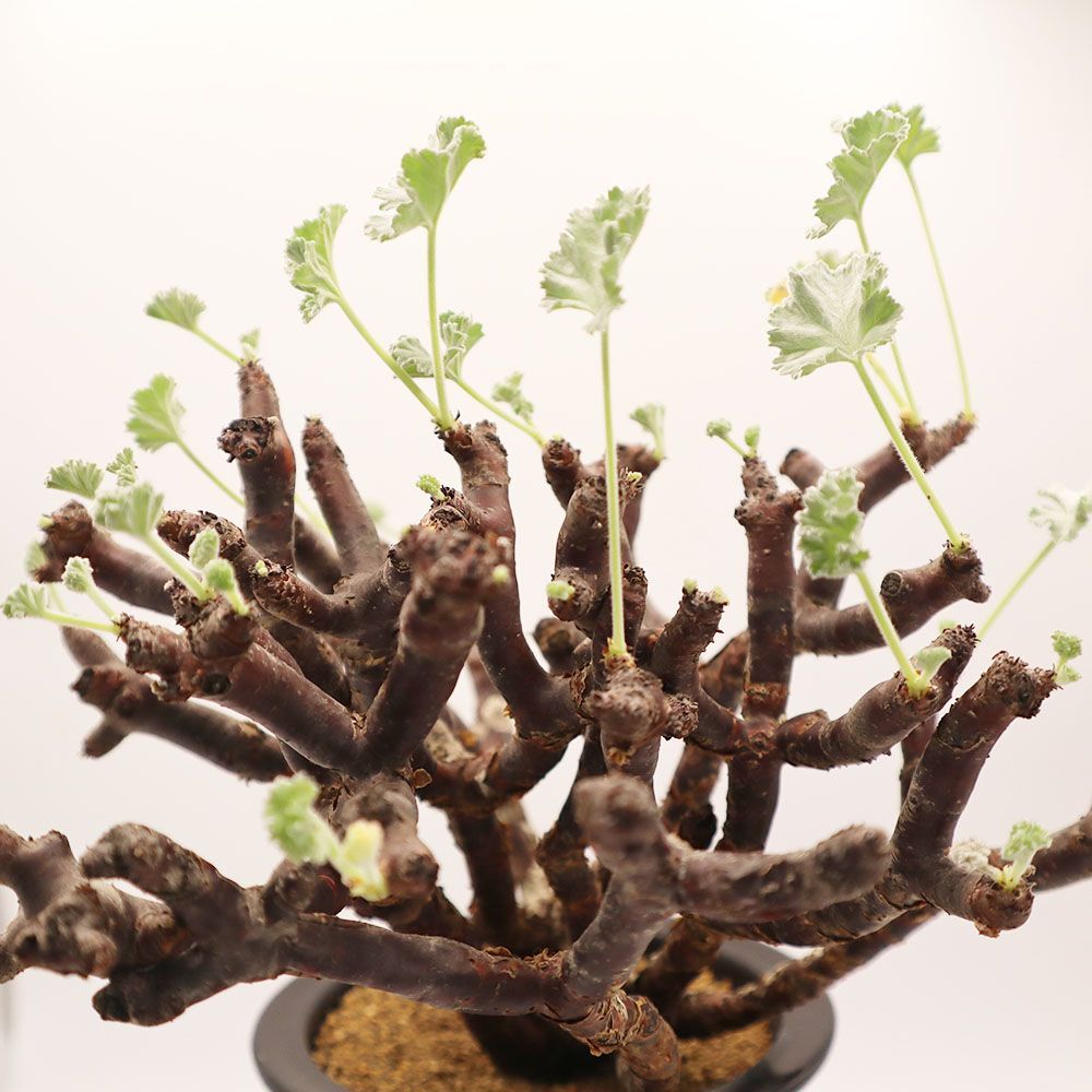 観葉植物 ぺラルゴ二ウム