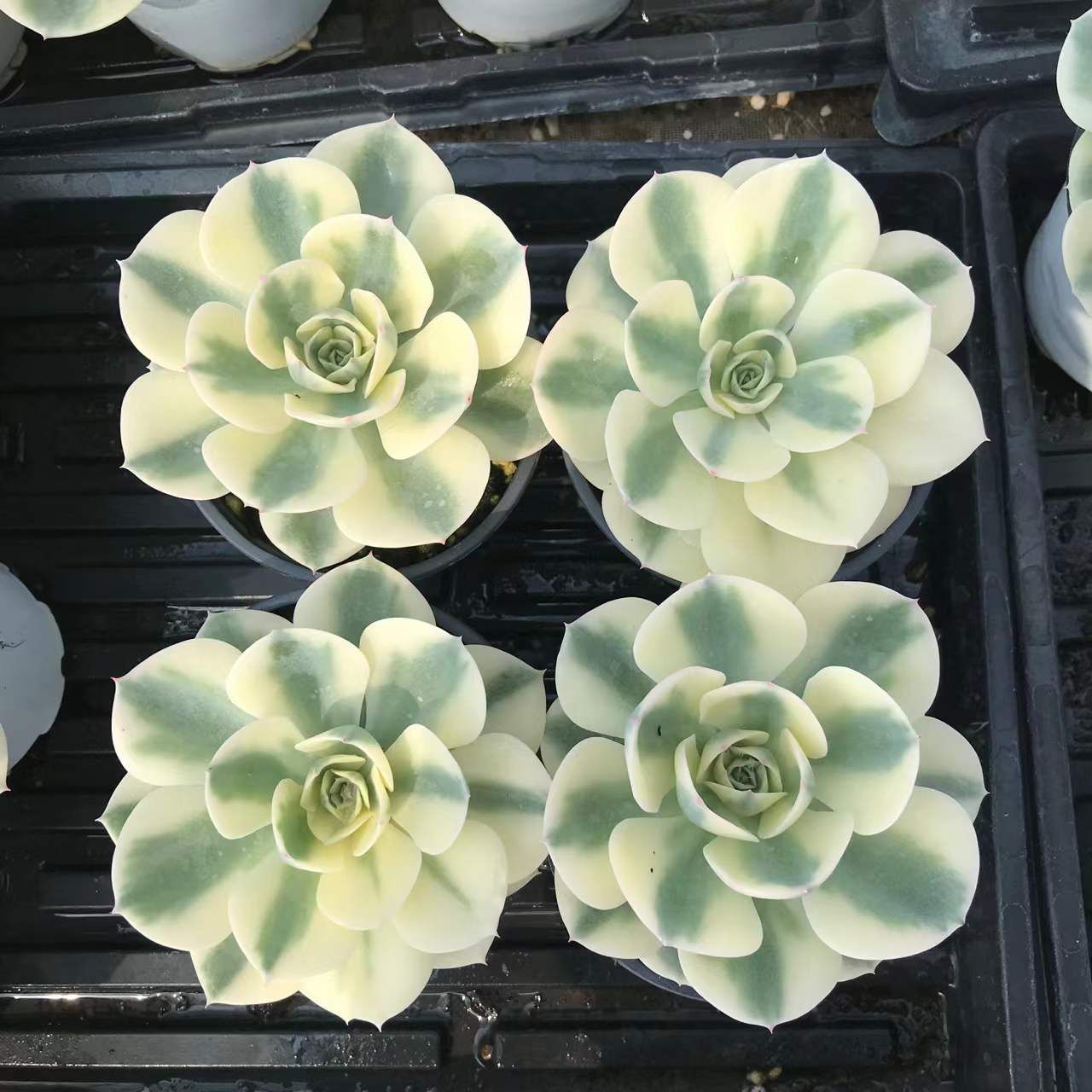 【海外限定】 SKL1213×36 ギョクチョウニシキ 抜き苗 多肉植物 アエオニウム エケベリア 韓国苗 使いやすい