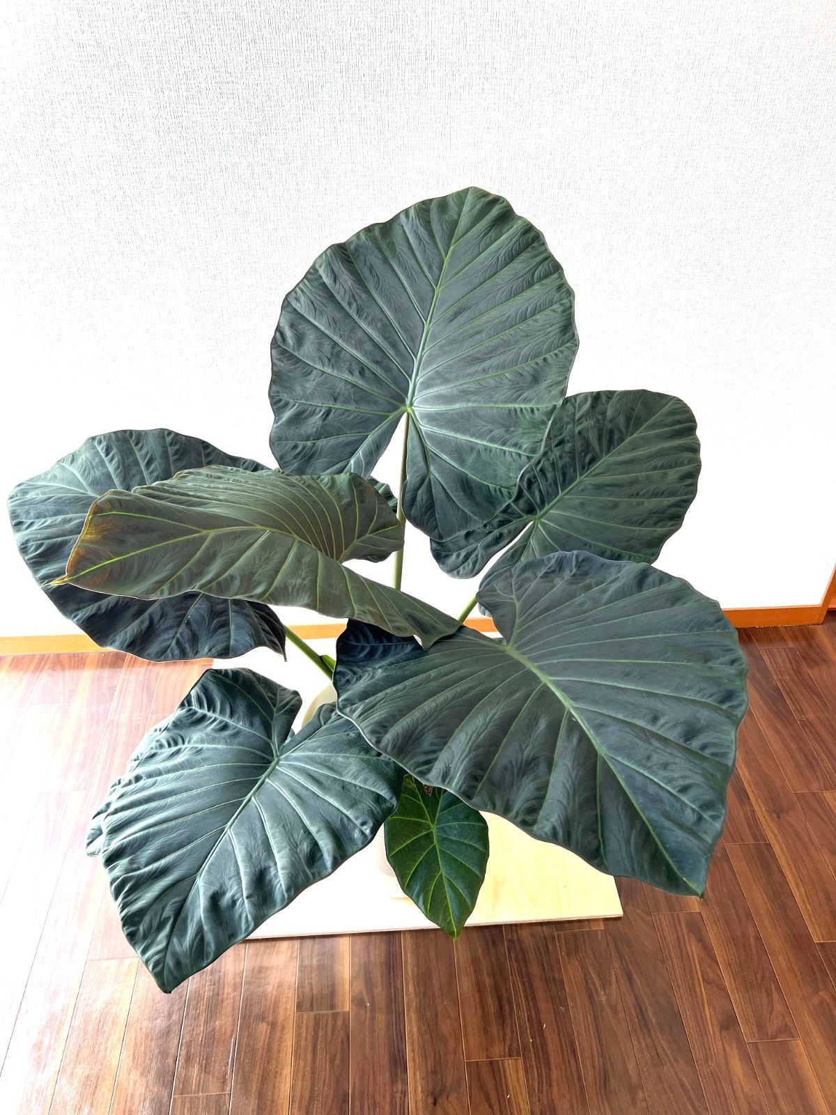 ☆アロカシア 'Regal Shields' (Alocasia 'Regal Shields