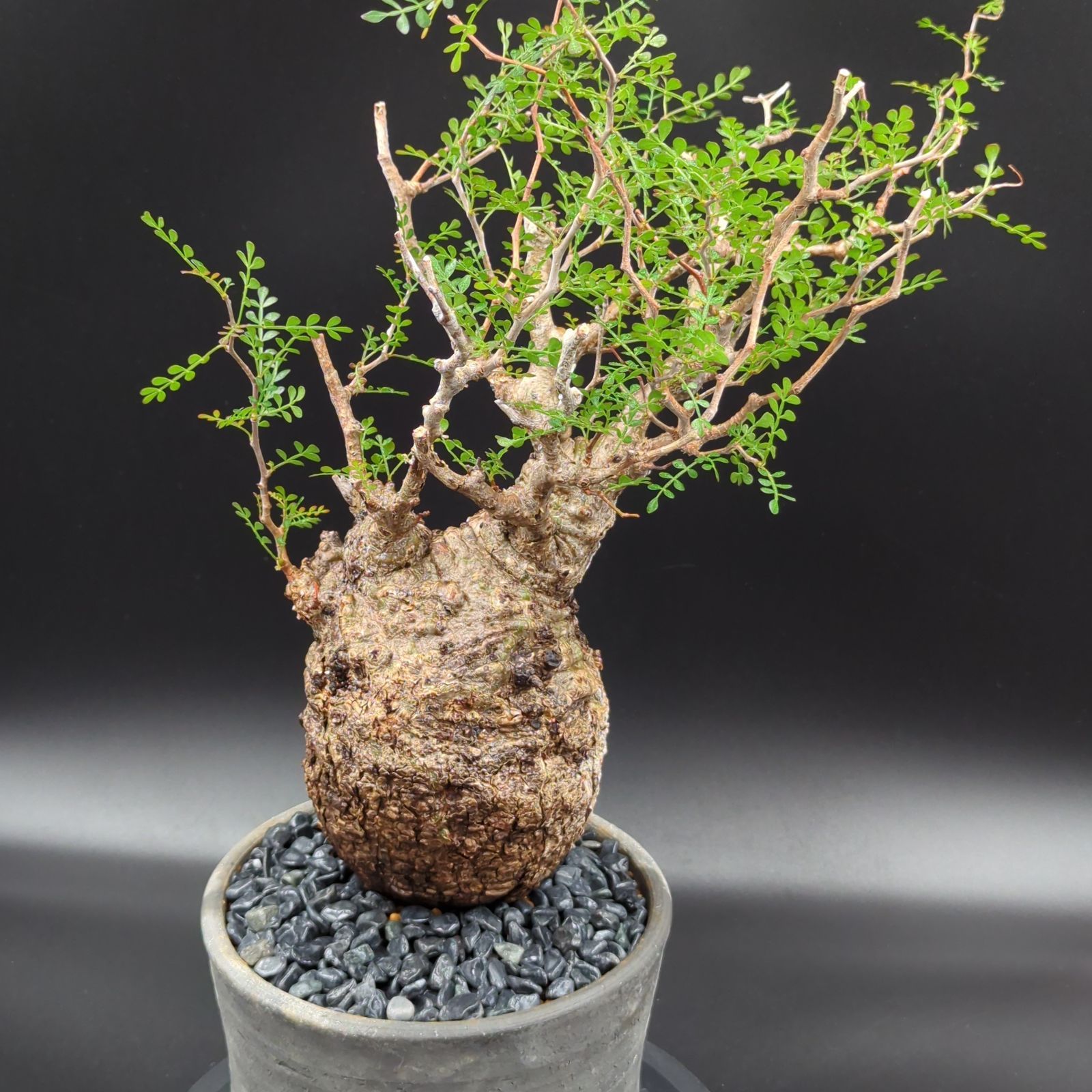 【現地球／発根済】王蟲 オペルクリカリア パキプス（極上）ODDROOTS管理株 RAFLUMコレクション】オペルクリカリア パキプス 【現地球/発根