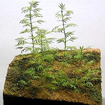 【】(未使用･未開封品) 和巧 ジオラマアクセサリーシリーズ メダケ 7z28pnb