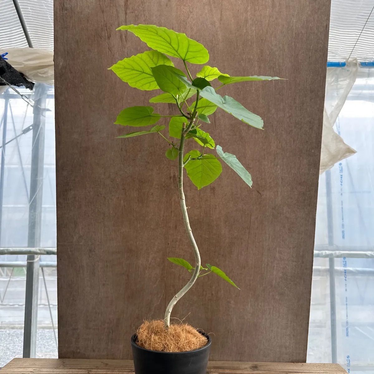 現品　フィカス　ゴムの木　ウンベラータ　20番　フィカスウンベラータ　曲がり フィカス ウンベラータ 曲がり ④ Ficus umbellata 現品 ゴムの