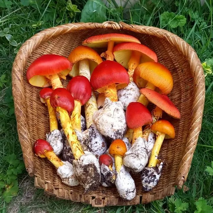 天然きのこ30 タマゴタケ、アカヤマドリ - メルカリ 天然きのこ30 タマゴタケ、アカヤマドリ - メルカリ