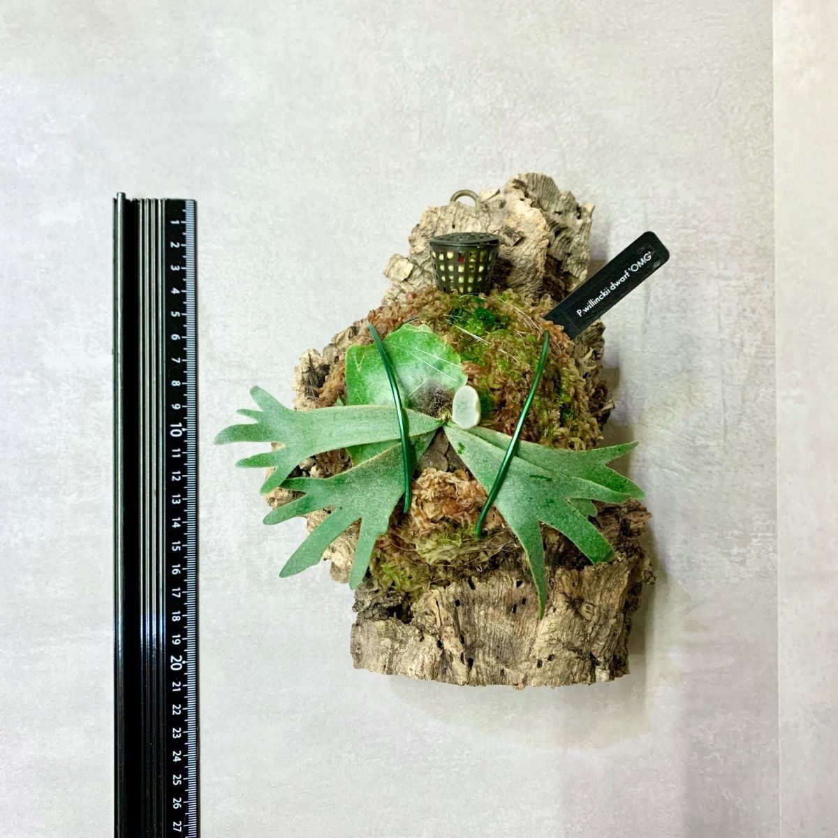 人気のドワーフ | P. willinckii 'OMG' | コルク板付 コルク