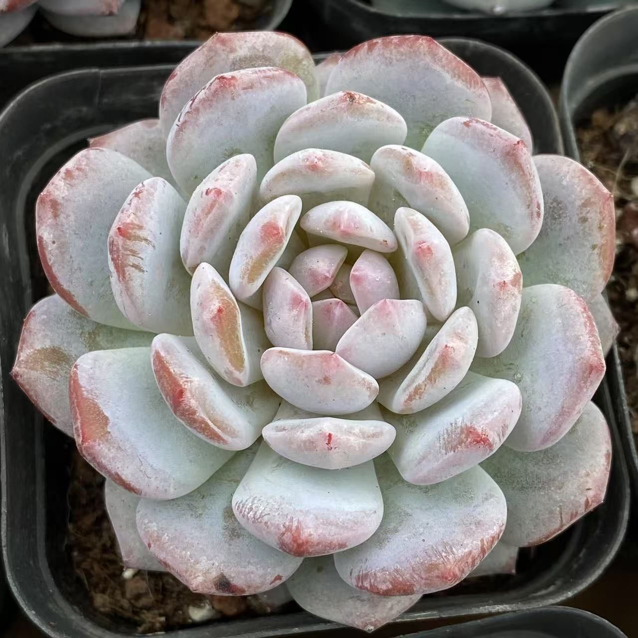 40株の抜き苗セット】ビロード 多肉植物 佐川急便発送 エケベリア 韓国