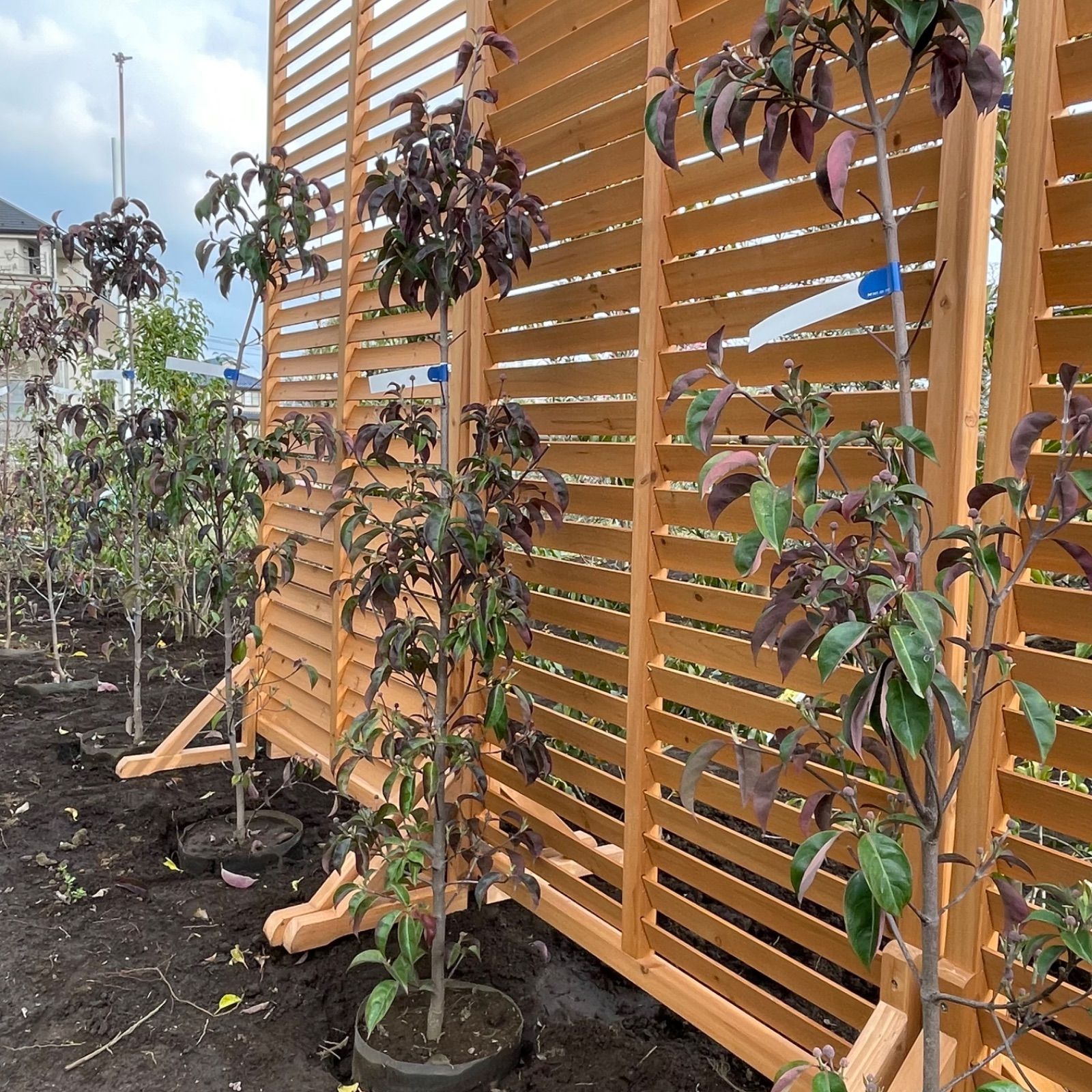 常緑ヤマボウシ 月光 株立ち - 植物/観葉植物