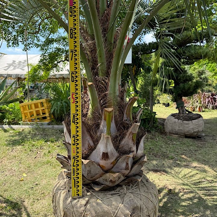 2m80cm