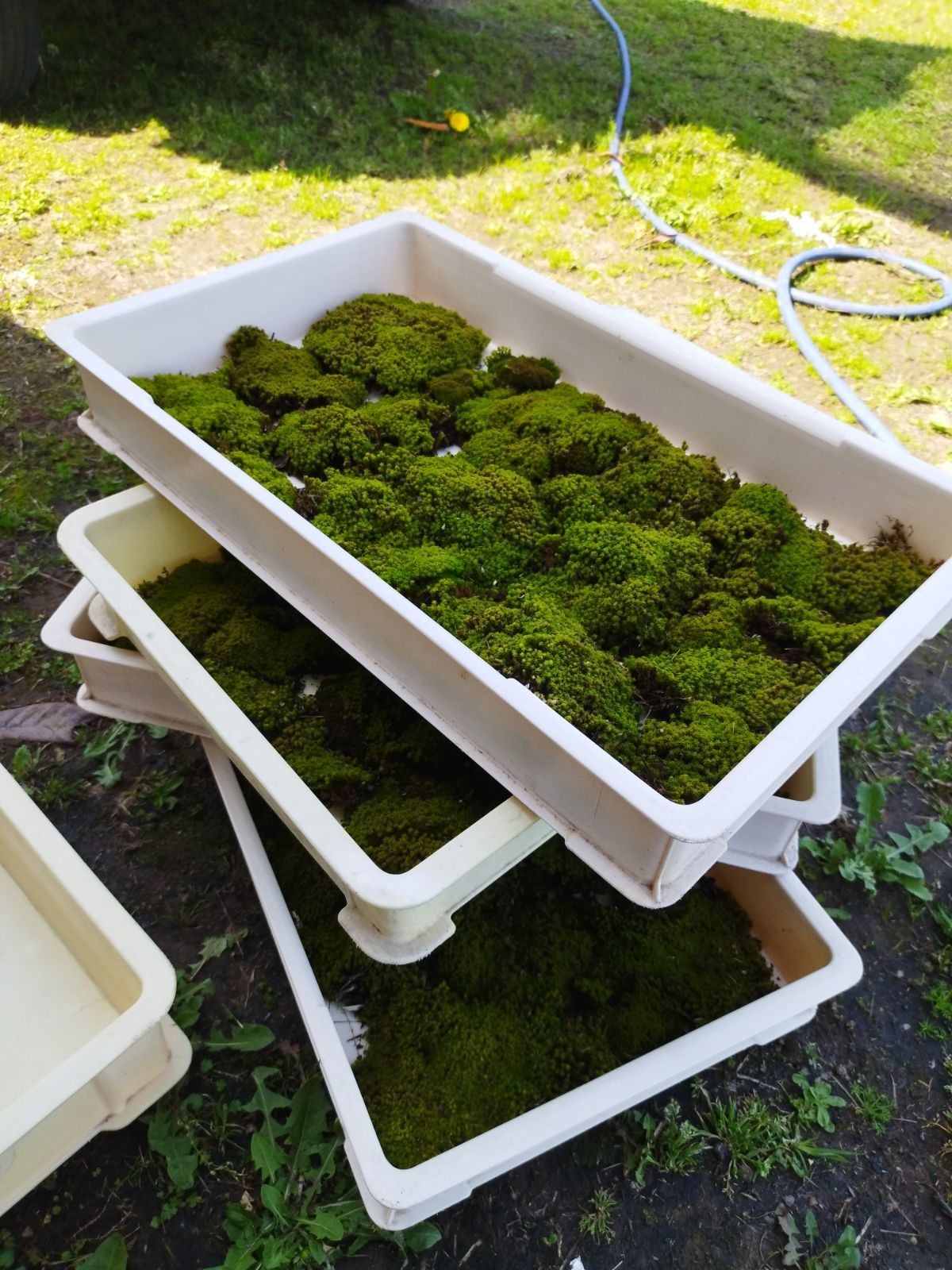 スナゴケ大容量・60×30cmサイズ・お庭・盆栽・植え木周り