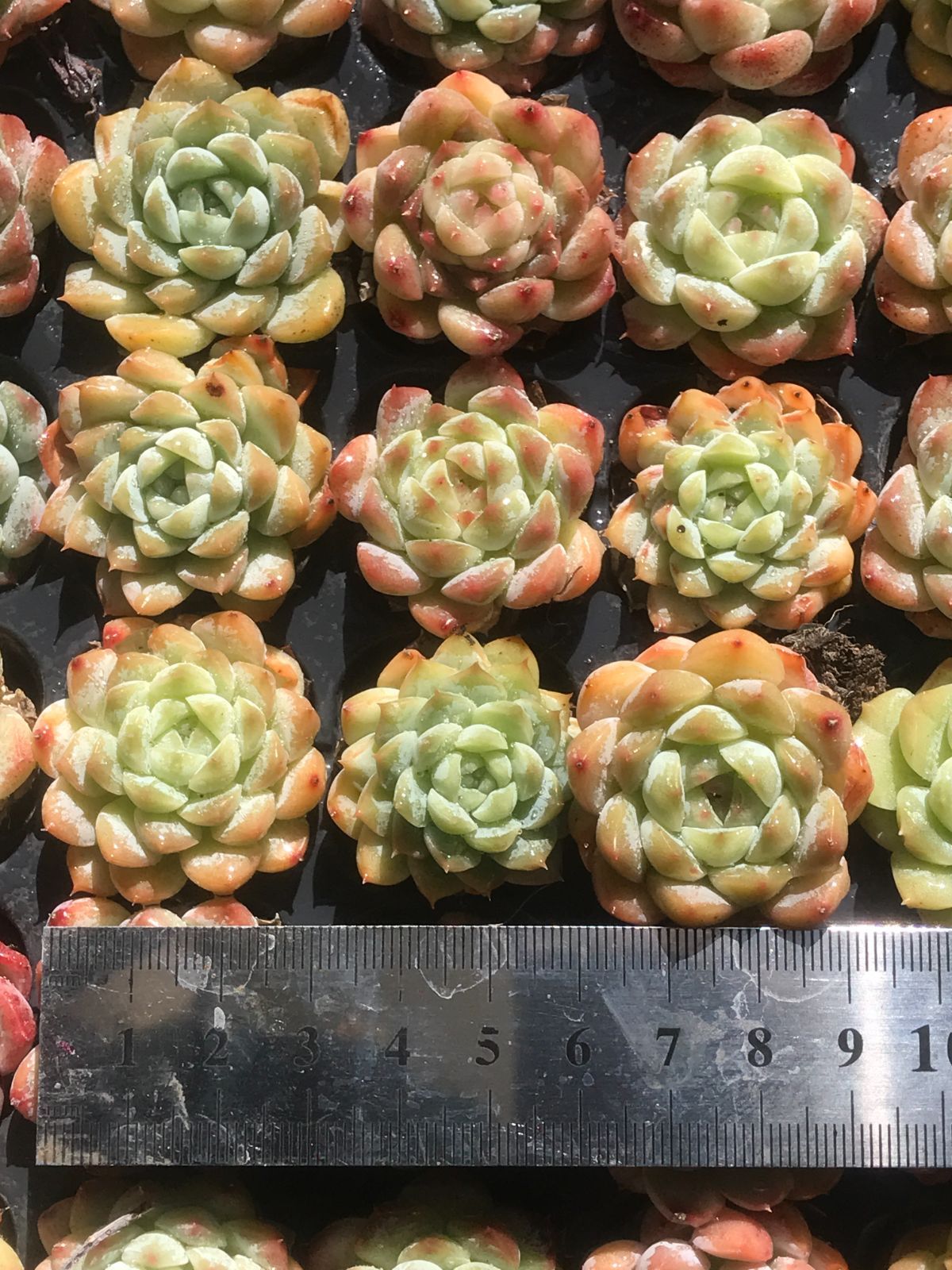 新入荷 美しい夢 鮮やかな128苗セット 土と根付き 多肉植物 エケベリア レア種 韓国苗 サボテン 詰め合わせ 寄せ植え