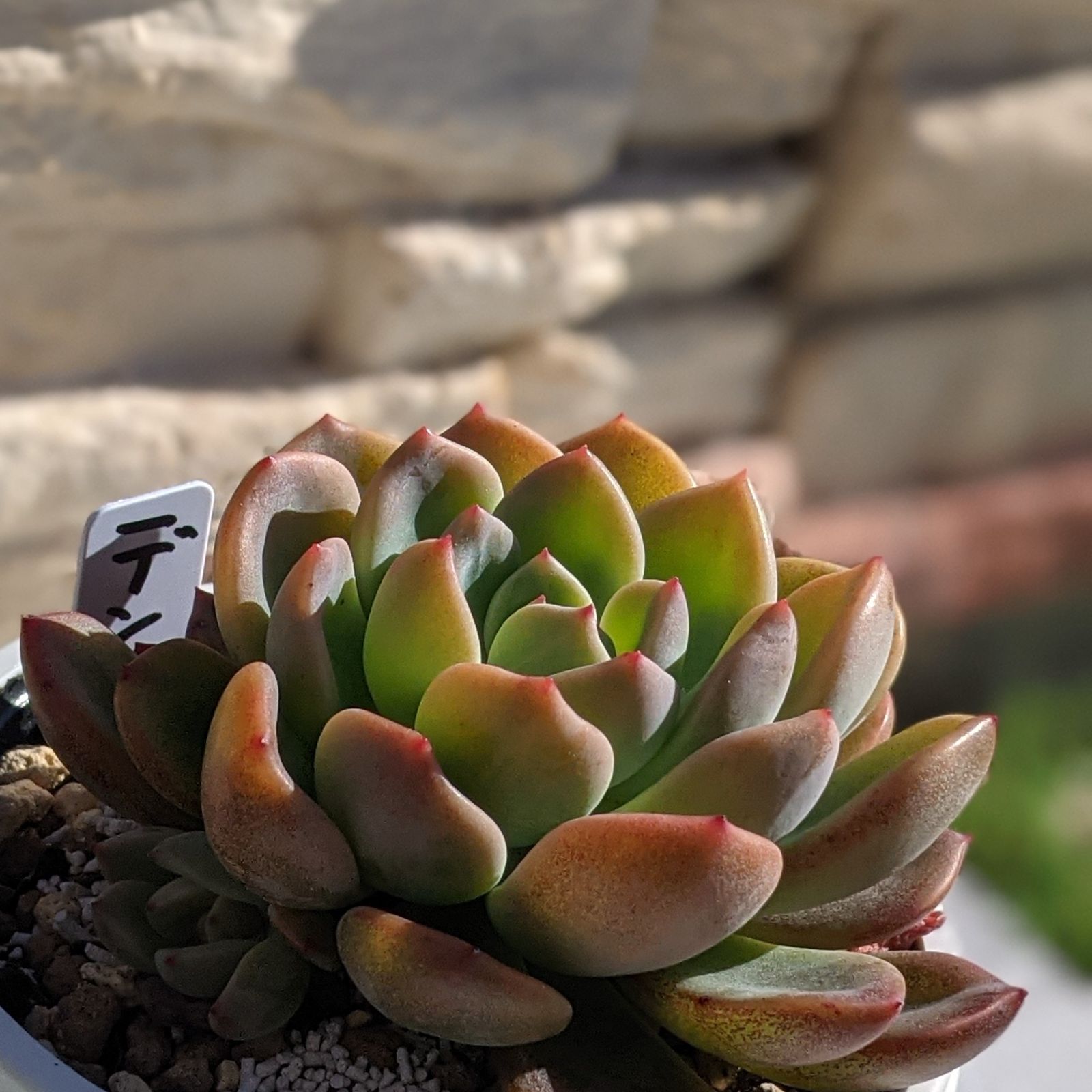 ☆ご予約品☆多肉植物《デントラチェム》抜き苗 - 植物/観葉植物