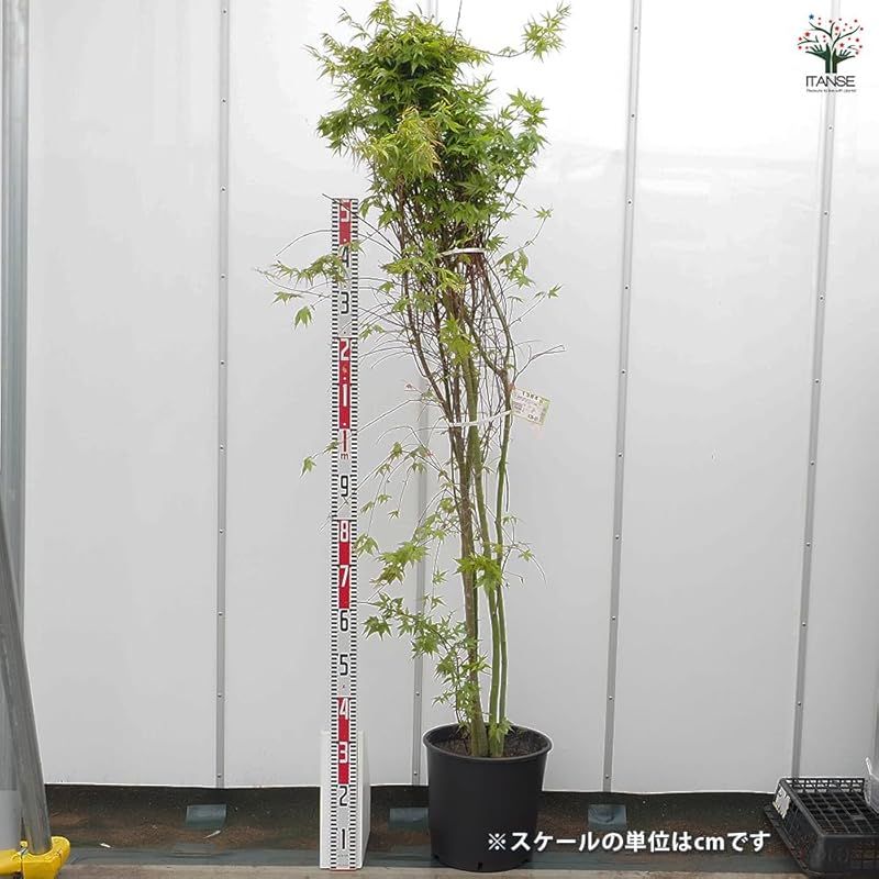 イロハモミジ 8号