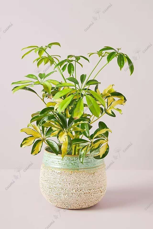 訳あり特価】NO57 北欧 植木鉢 陶器鉢 お買い得 多肉 植物 鉢植え