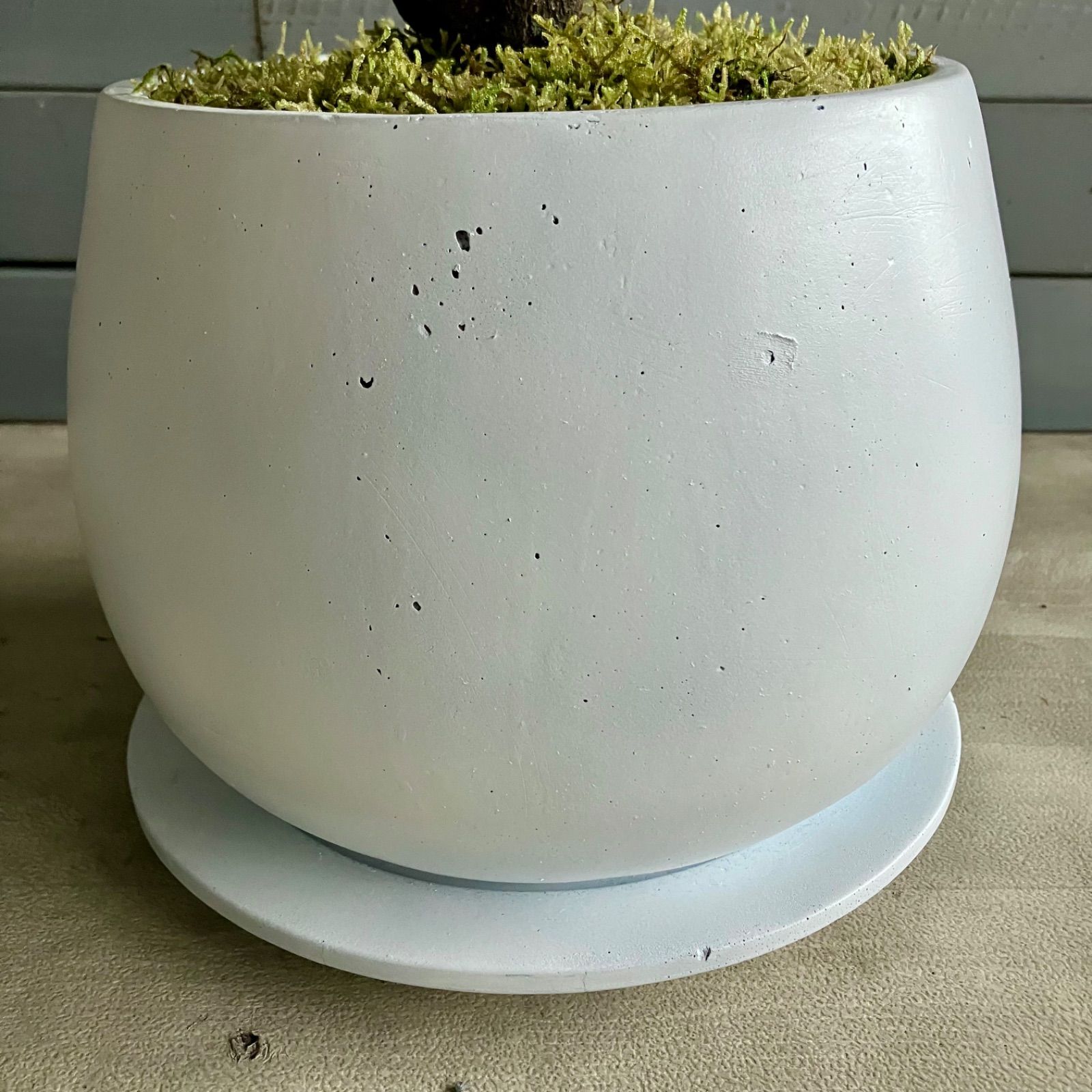 【SOUJU】9号鉢　オリーブ　オリーブの木　ミッション　極太　幹太　植木 創樹 オリーブの木 SOUJU 幹太 Mission ミッション 9号 陶器鉢
