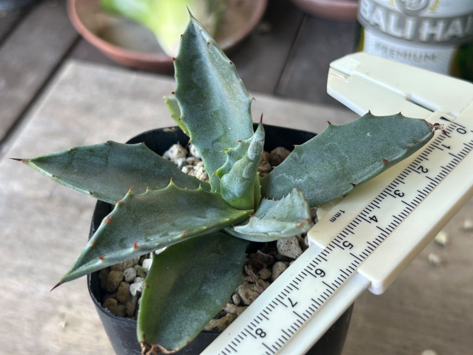 アガベ サルミアナ フェロックス グリーンゴブレット - メルカリ