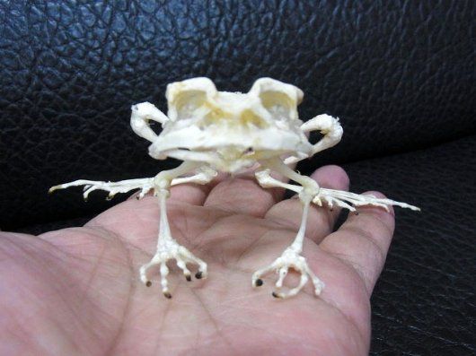お勧め！インドネシア ヘリグロヒキガエルの骨格標本 - メルカリ