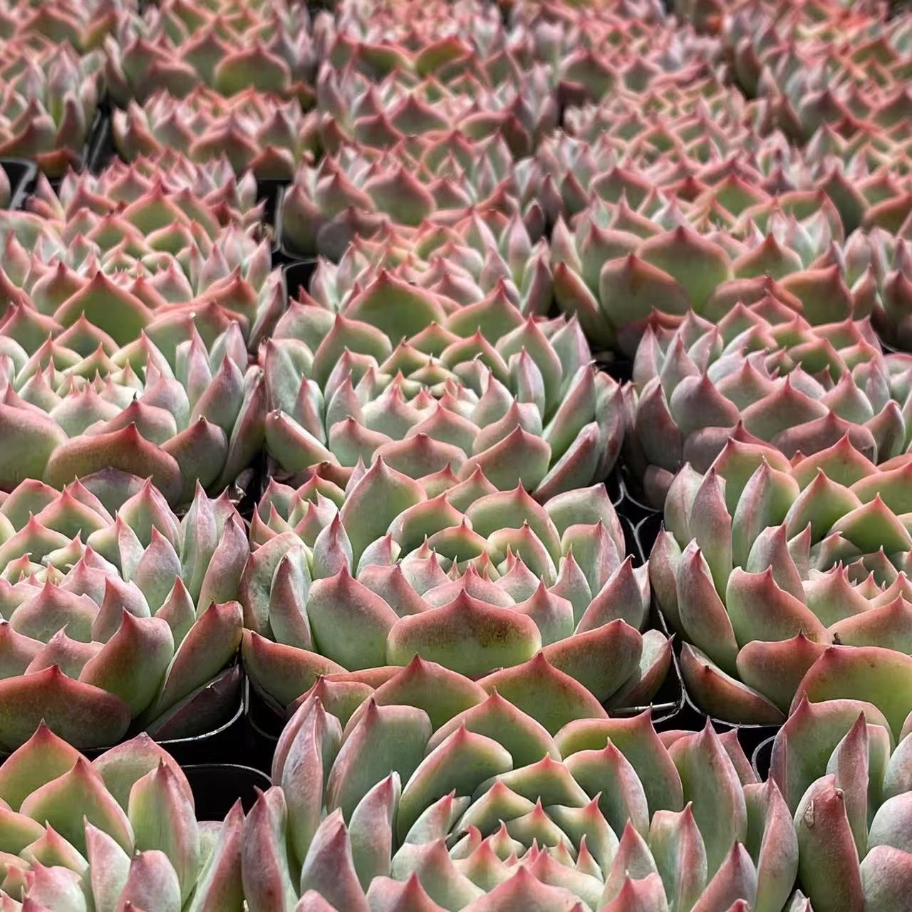 Y*y様 D527×21株 ヒューミリス 抜き苗 多肉植物 エケベリア サボテン 1579078789887_133347_20200115_