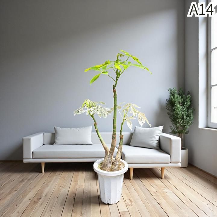 パキラ ミルキーウェイ × ムーンライト｜複数接木A14｜無機質用土