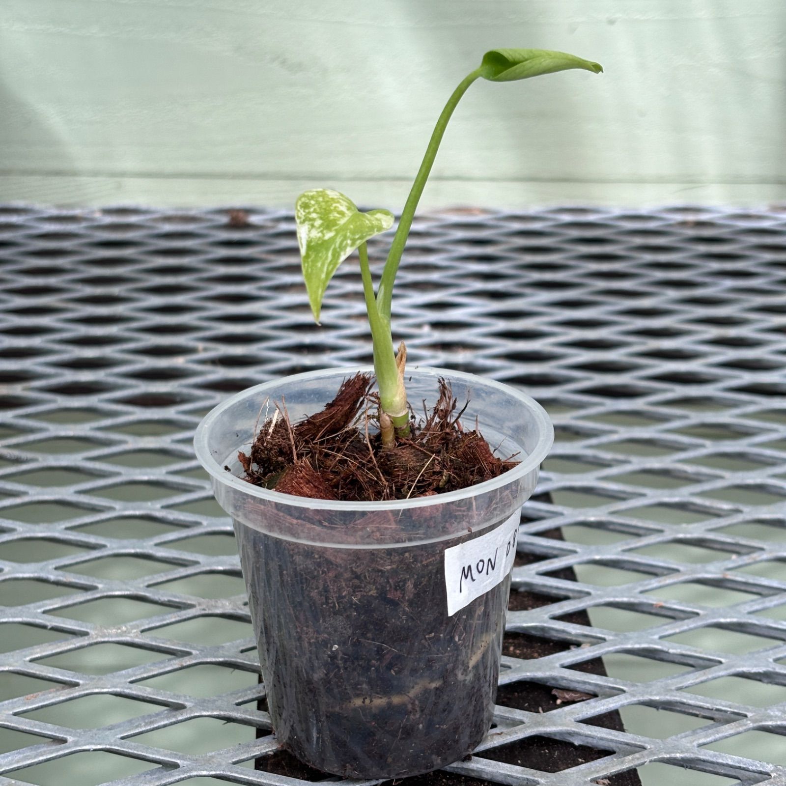 天津蘭】モンステラ デリシオーサ ホワイトモンスター - メルカリ