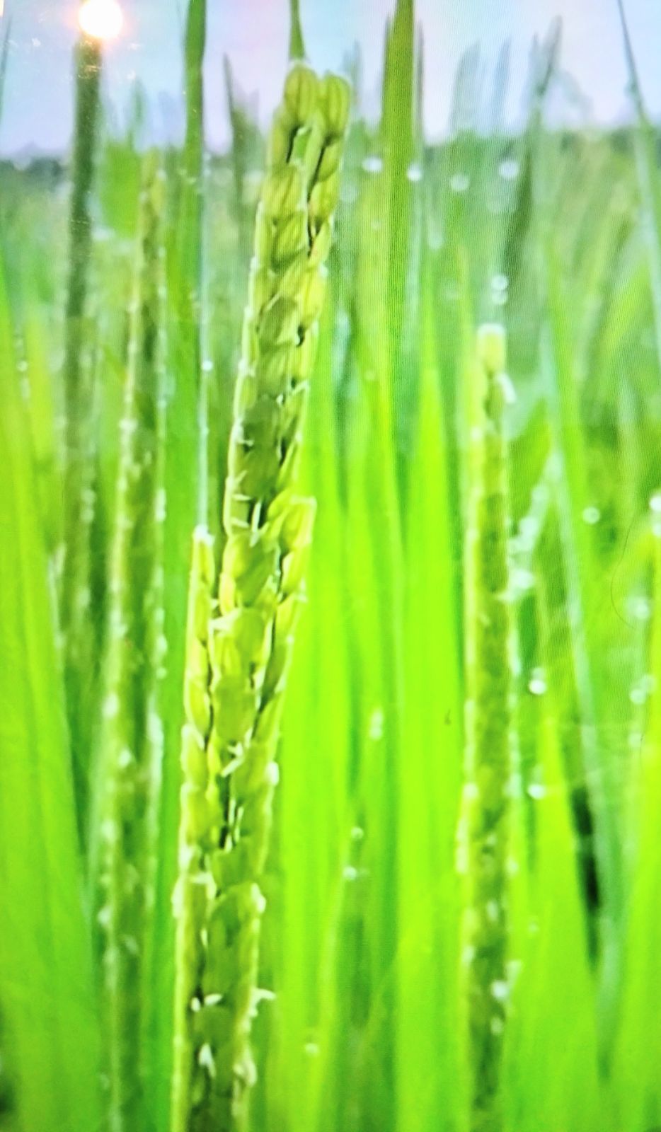 自然栽培米 飼料米