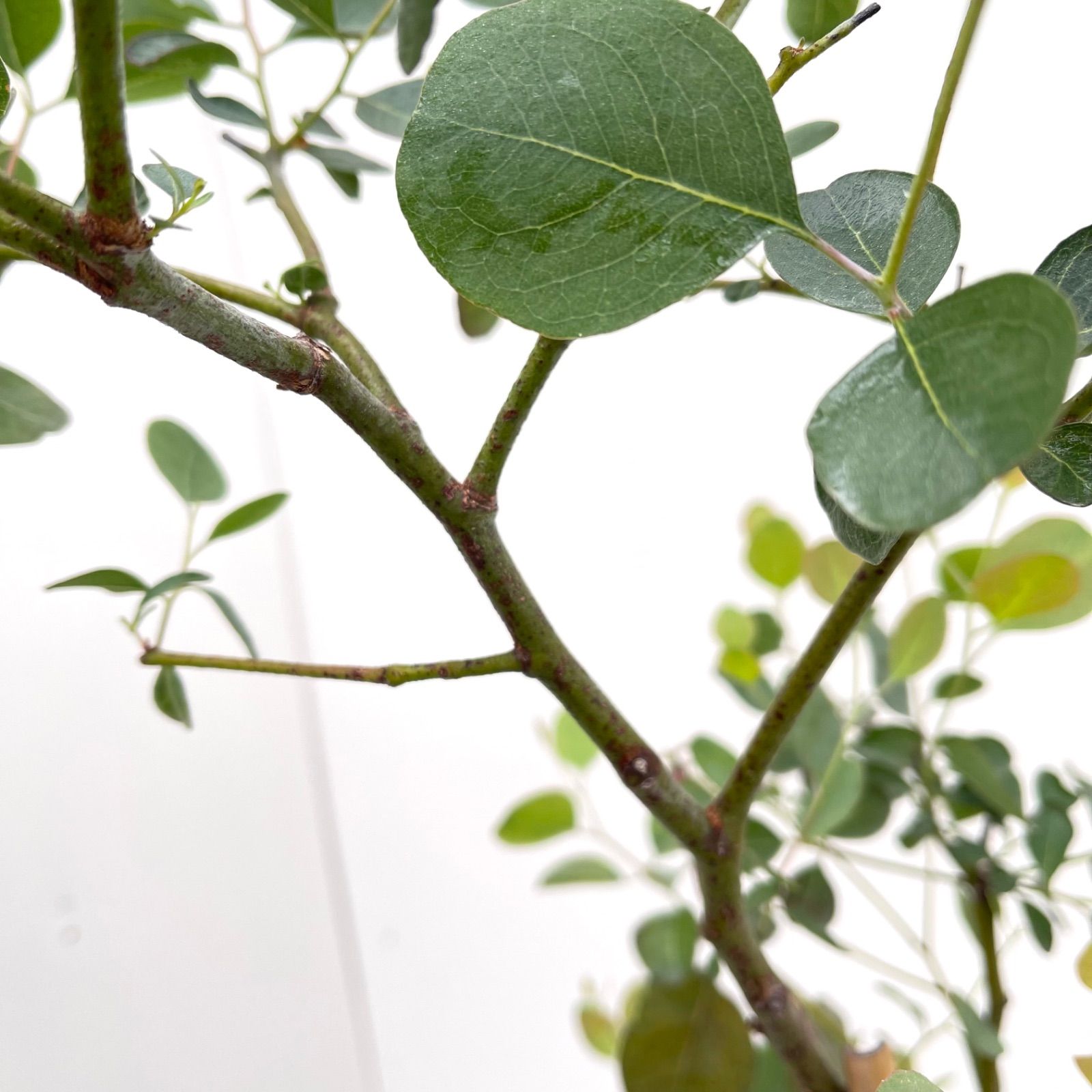 観葉植物 大型
