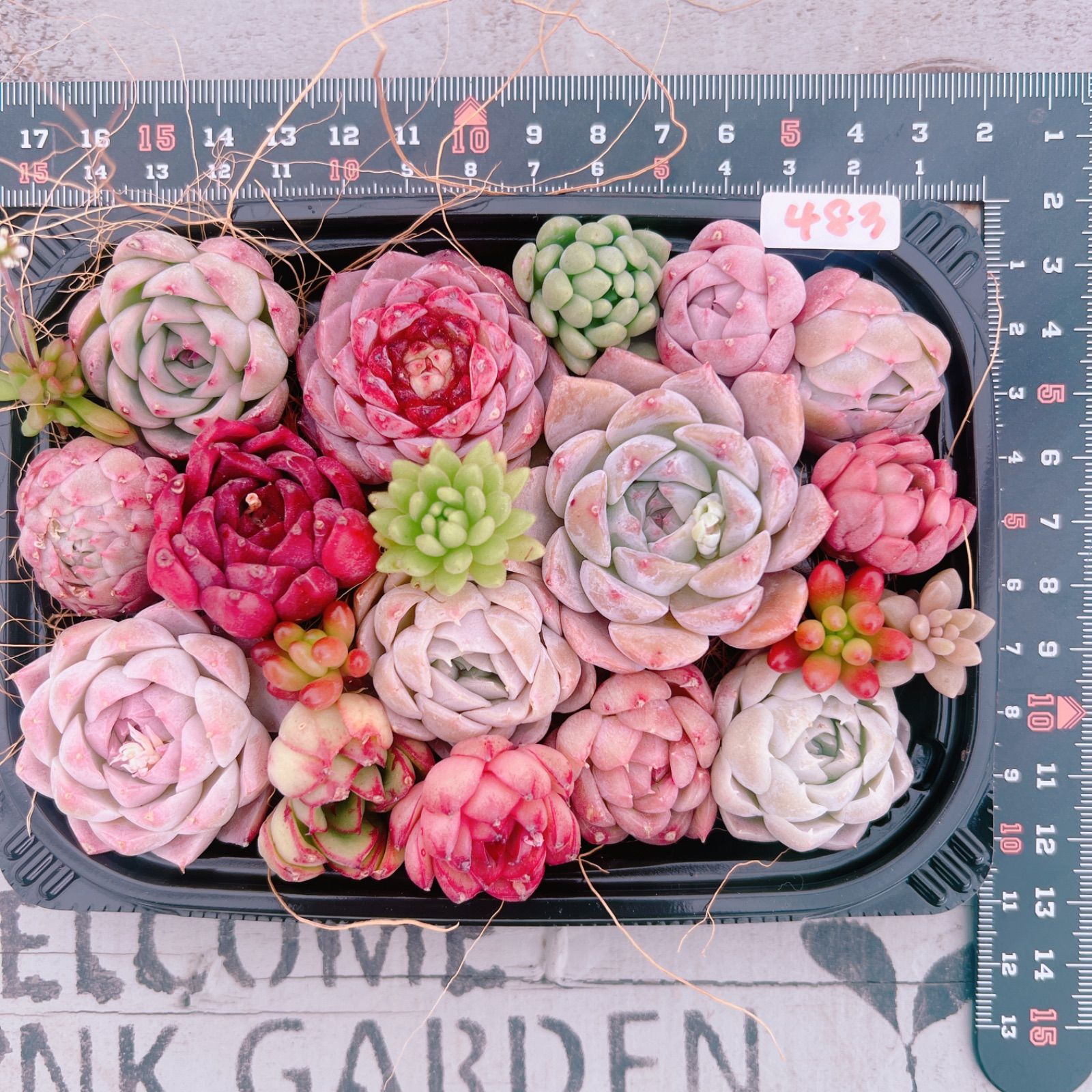 ❤️専用ページ❤️多肉植物の寄せ植え❤️ 多肉植物 ピンク系寄せ植えset♡483 - メルカリ