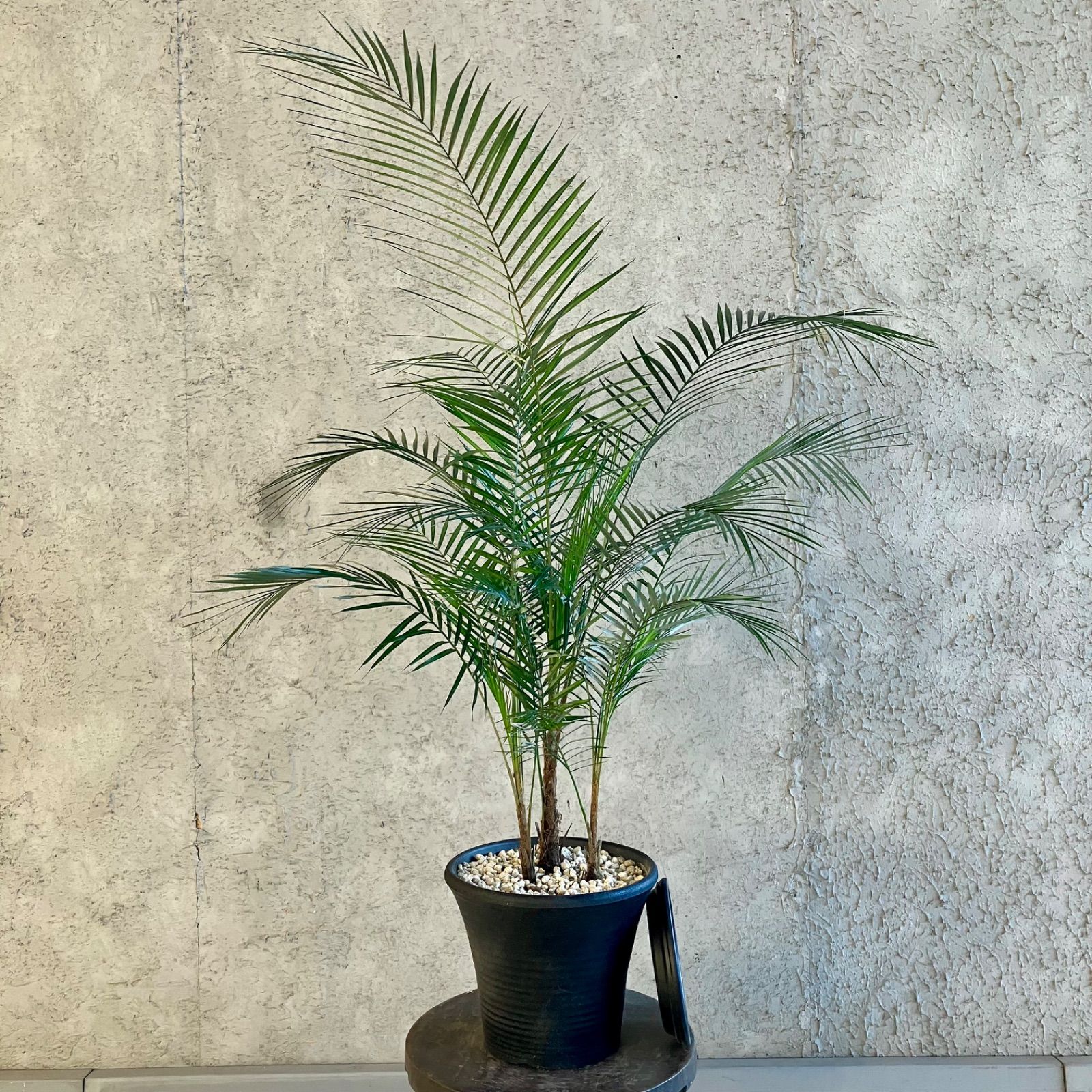 ヤシ 様専用 日本のヤシの木 サマ 【専用】 サバル】(D-3) 2.2m 394,000