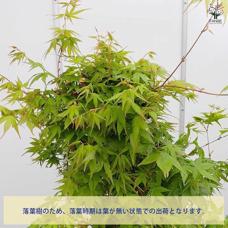 palmatum ムクロジ科