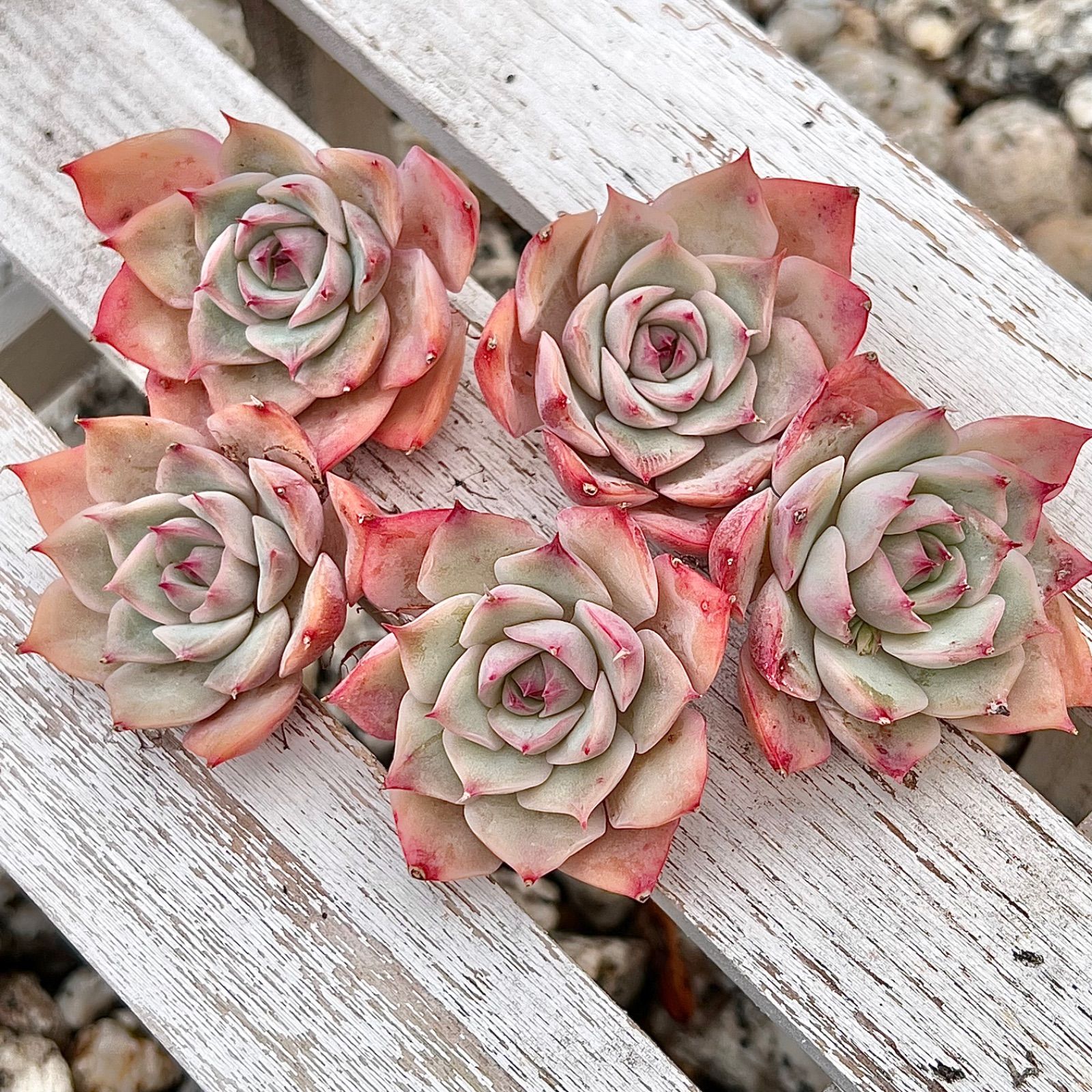 多肉植物　ピンクチップス色錦　新根あり 多肉植物 ピンクチップス錦 【公式通販】