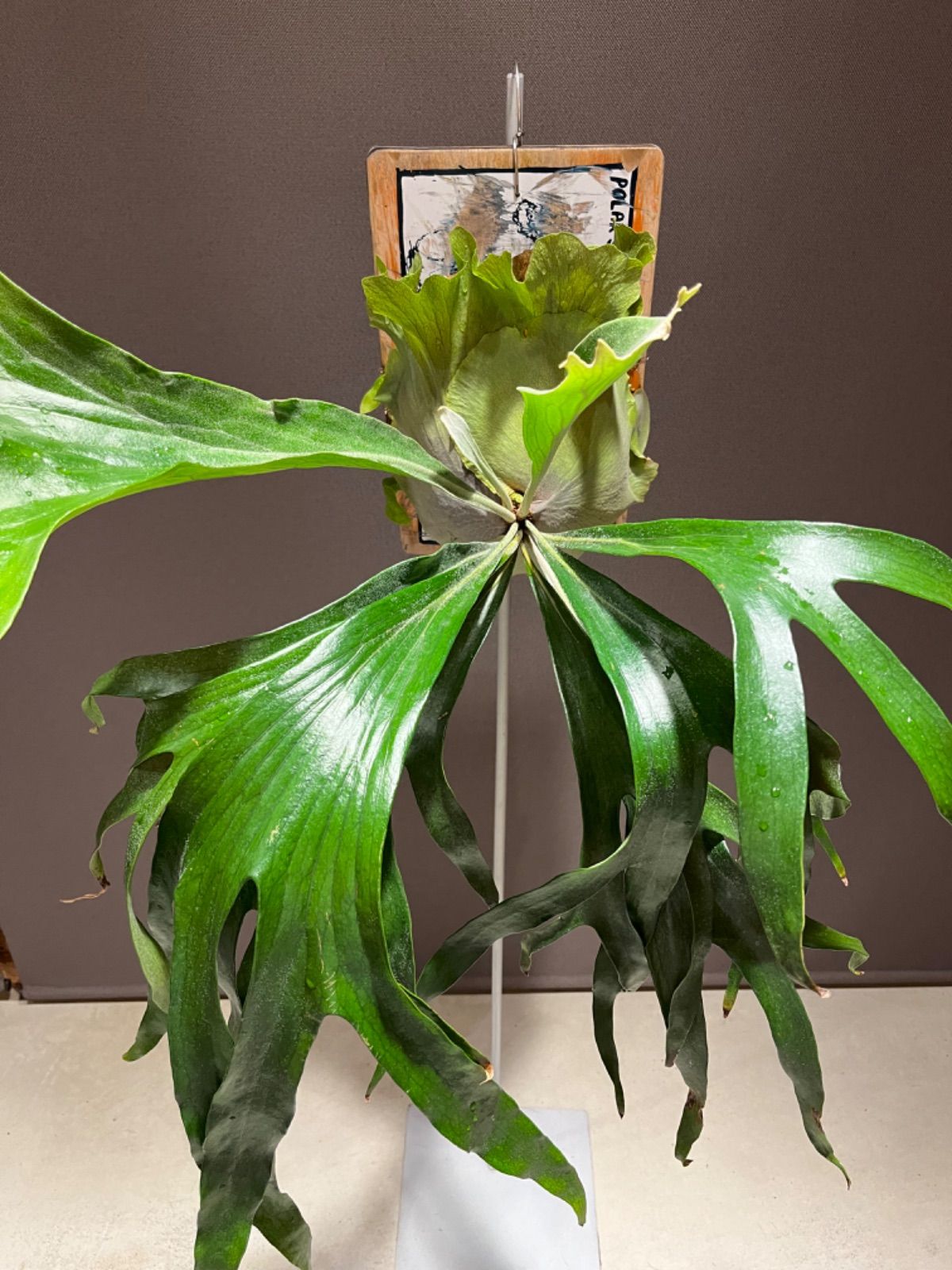 ビカクシダ マウントルイス　OC No.2 ビカクシダ【P.Mt lewis マウントルイス スケートボード 子株 株分け