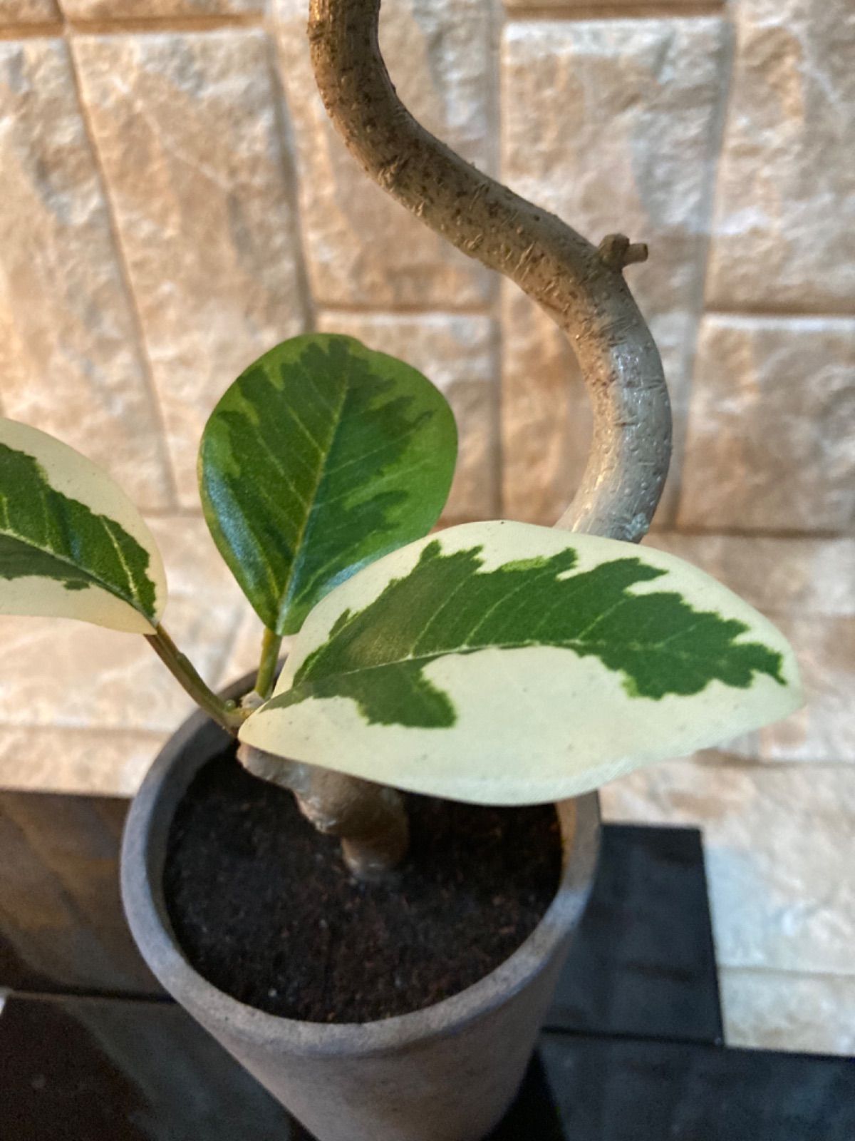 光触媒 人工観葉植物 ウォールグリーン フェイクグリーン