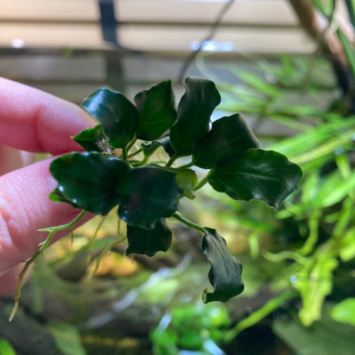 アヌビアス キリン ミニ【抜き苗】2株+おまけ1株 - メルカリ