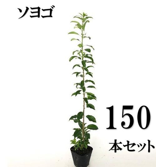 150本セット ソヨゴ樹高0.5m前後10.5cmポット