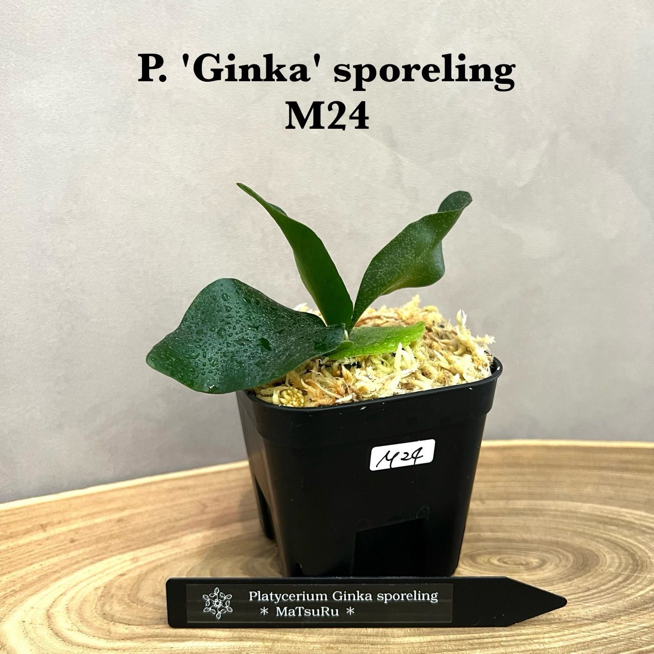 ginka 銀華 OC pup ビカクシダ ギンカ 銀華 ginka 銀華 OC pup その後のビカクシダ