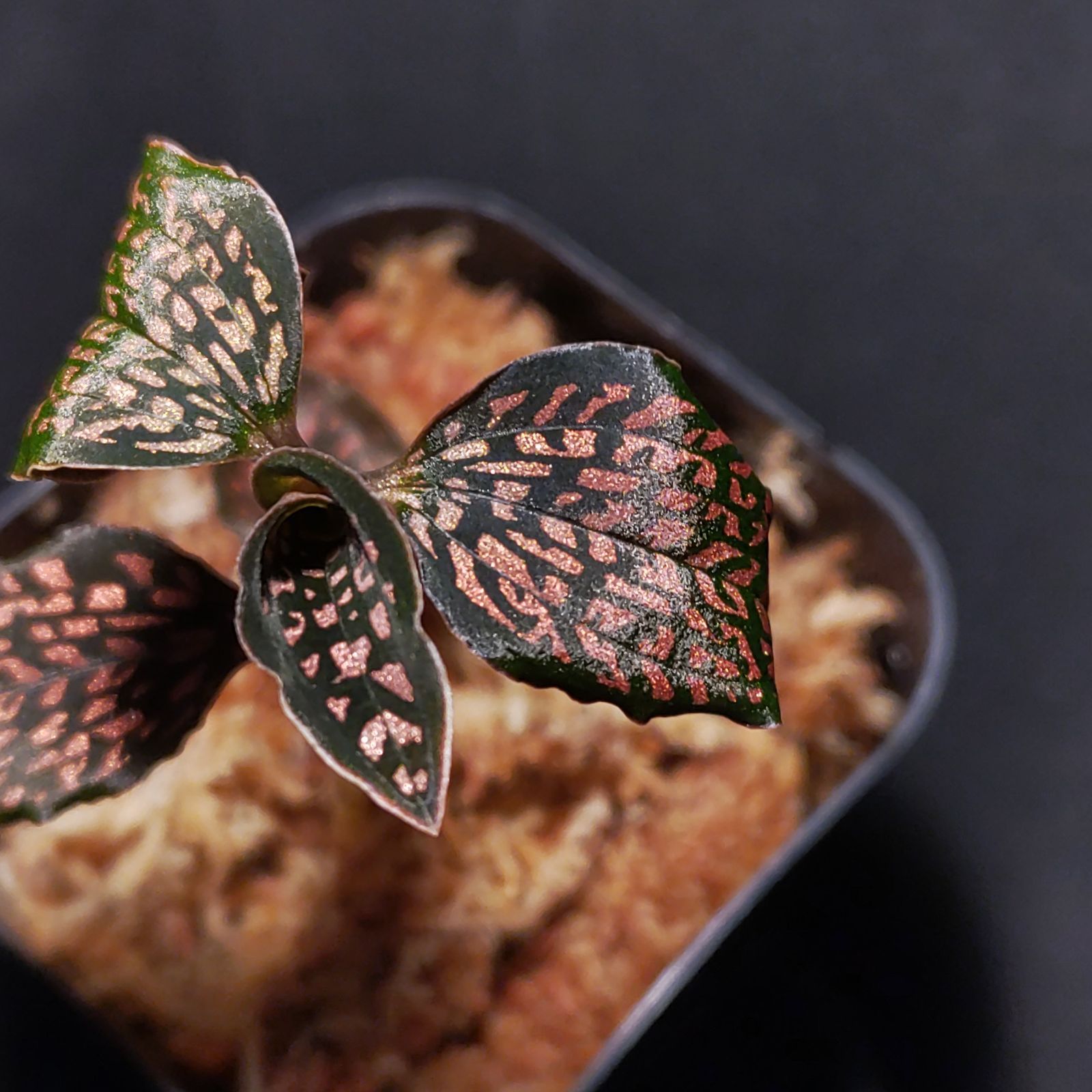ミクロキルス トリダックス (赤トリ) Microchilus tridax from Ecuador (Invoice) / ジュエル
