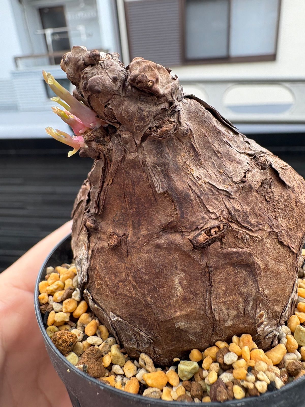 六つ折り屏風 古美術品 アンティーク＜25b18＞