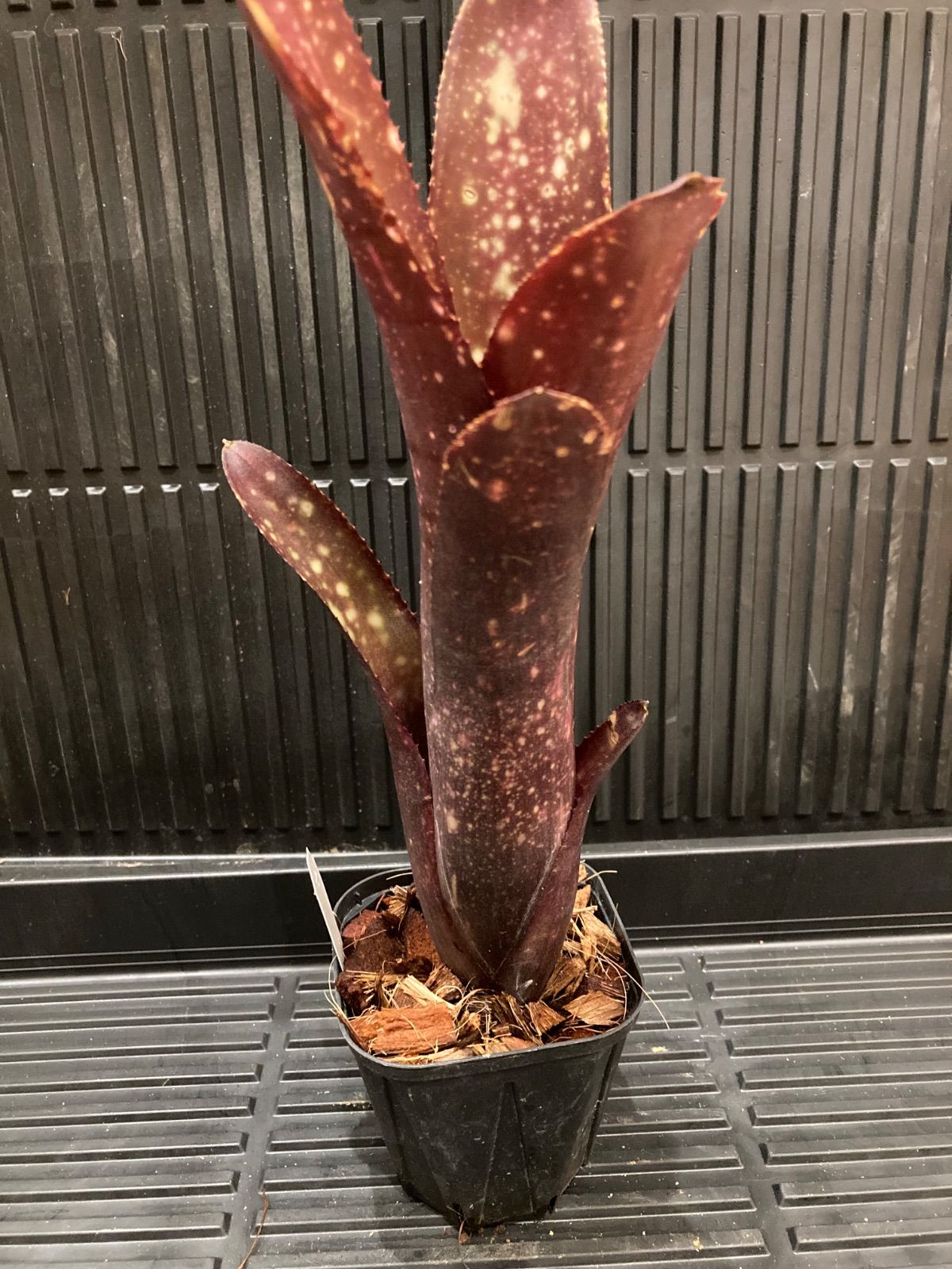 Billbergia 'El Zorro'〔ビルベルギア〕現品発送B0280 Billbergia ´El Zorro´〔ビルベルギア〕現品発送B0280