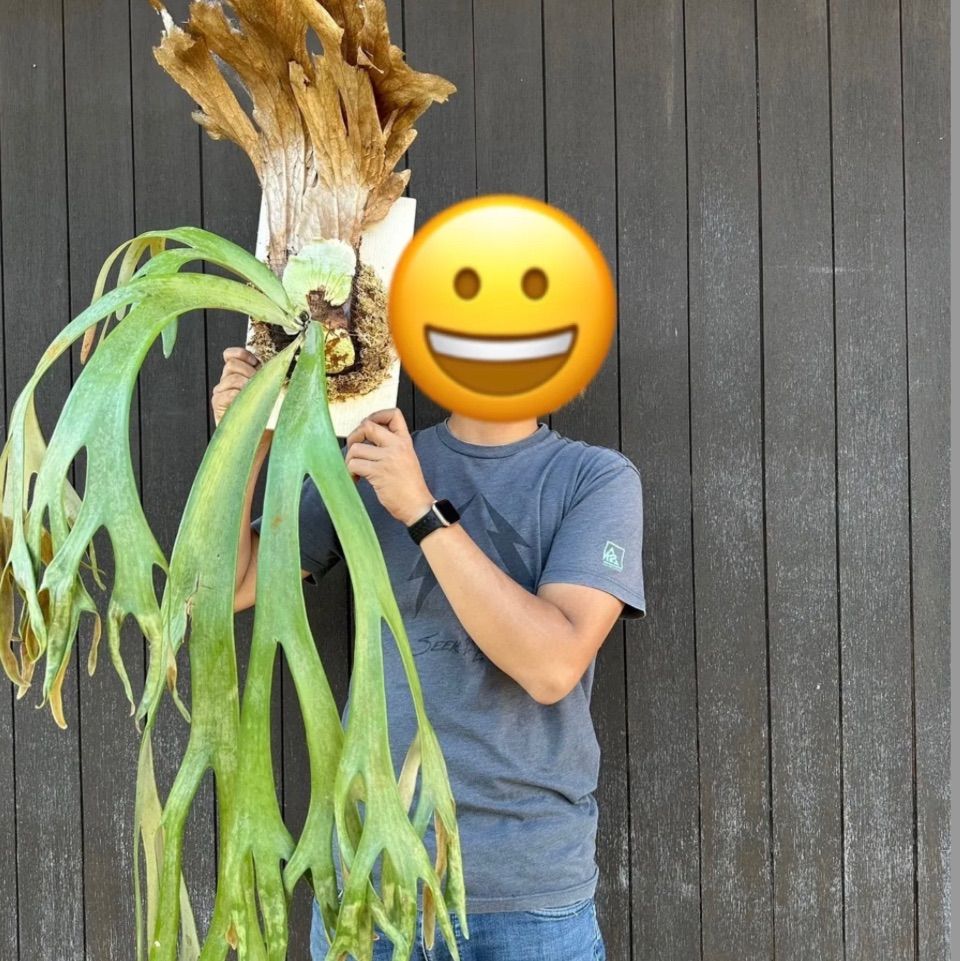 ビカクシダ ウィリンキー リドレイ Wild 胞子 2セット❗️ - メルカリ