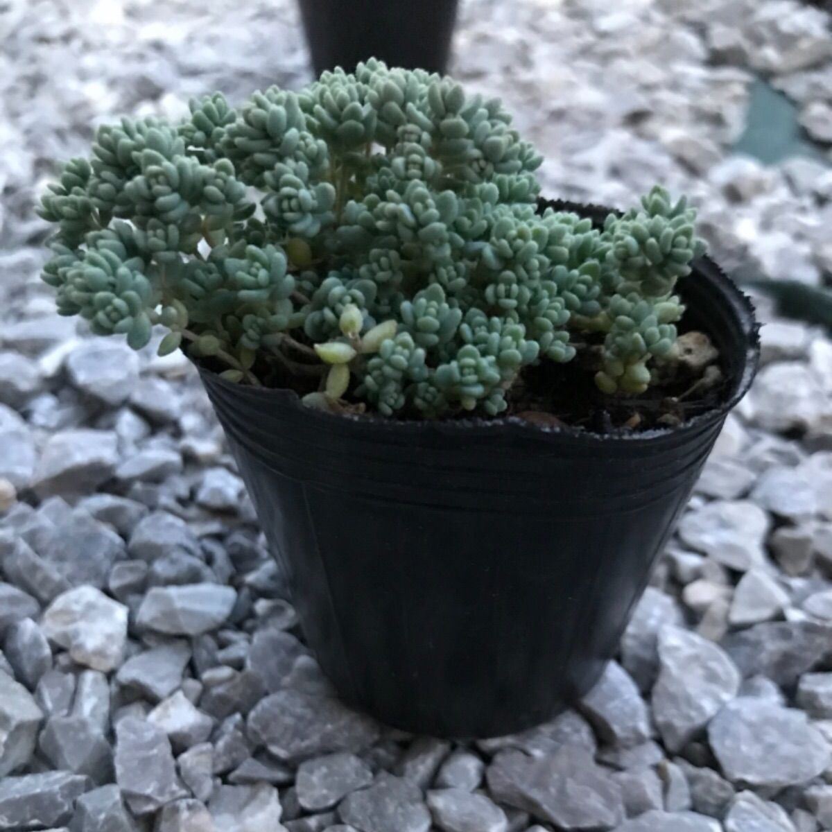 多肉植物 セダム ダシフィルム 抜き苗 6センチポット - メルカリ