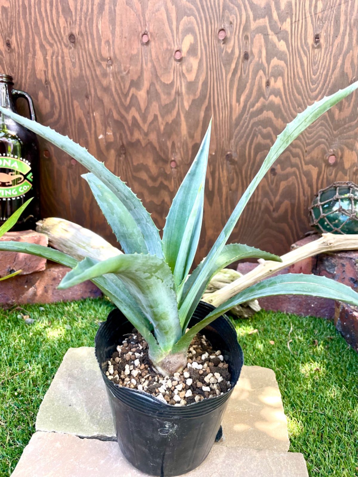 大型アガベ】リュウゼツラン科アガベ アメリカーナ(斑入り)