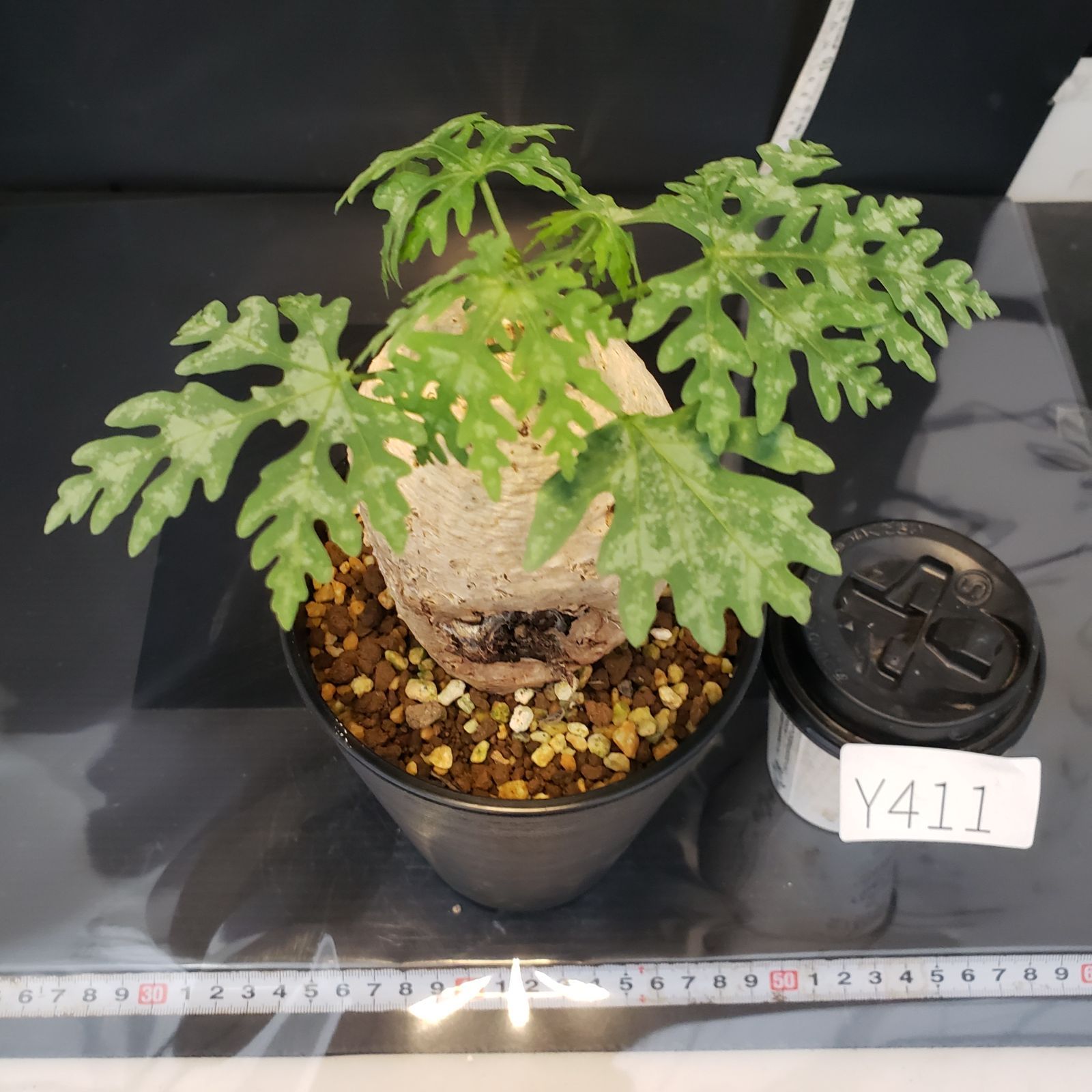 鬼コレクション株】アデニア ペリエリ(メタモルファ)発根済C 鬼