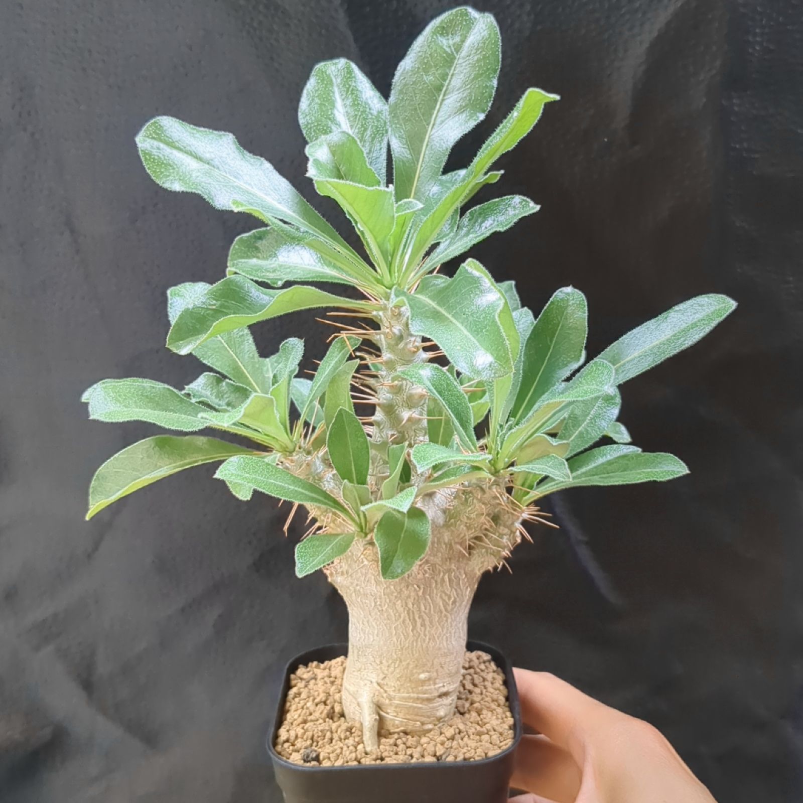 パキポディウム サンデルシー 実生【 現品 】白馬城 鉢のまま
