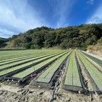 《玉ねぎの王様ターザン》淡路島玉ねぎ “いくたま” Lサイズ 10kg【兵庫県淡路島産】