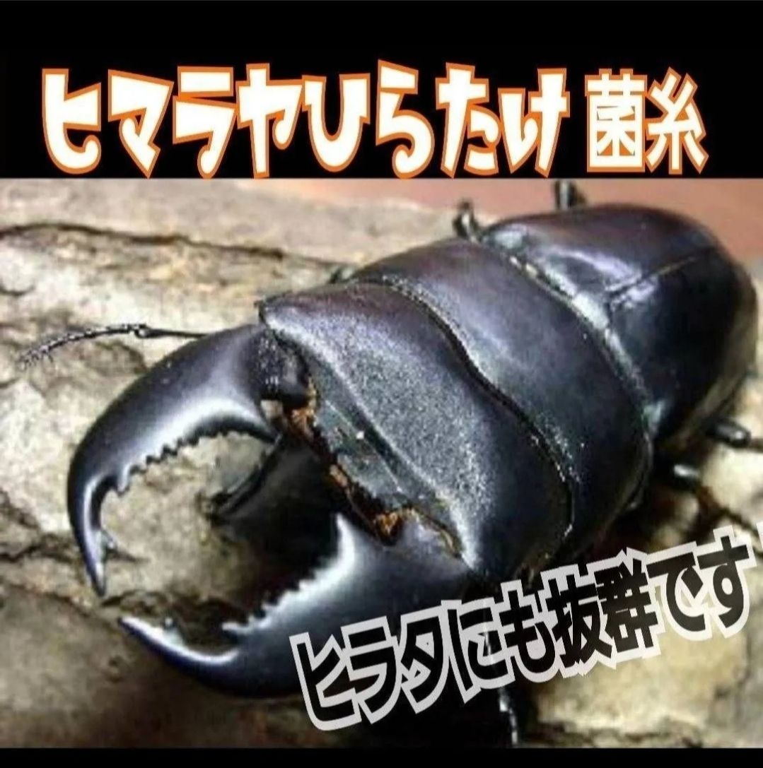 ノコギリにも