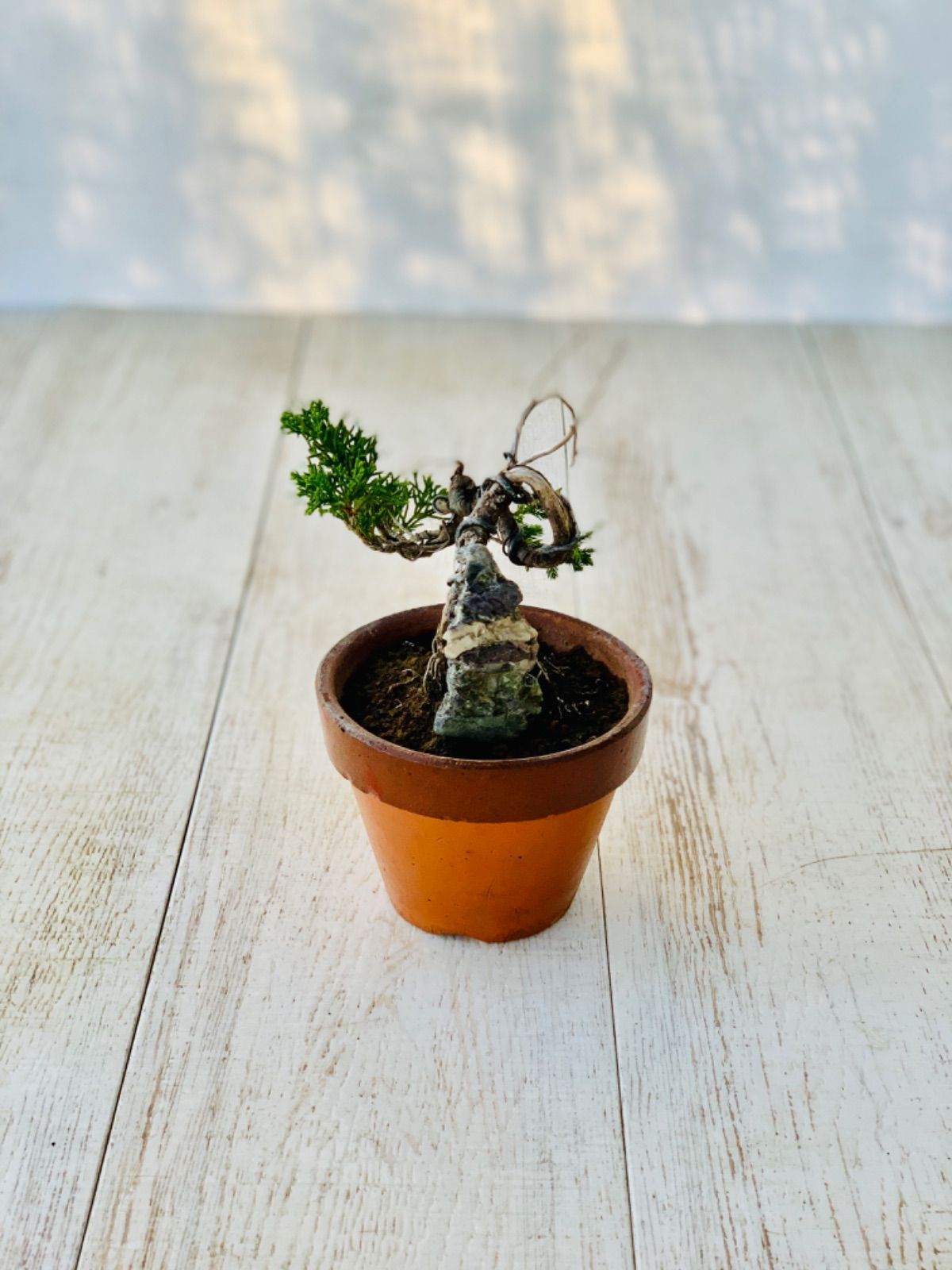 糸魚川真柏 石付き 小品盆栽 ミニ盆栽 いといがわしんぱく いしつき