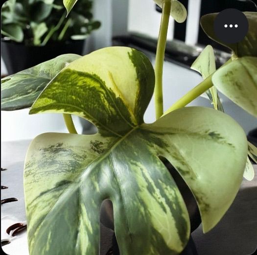 光触媒　人工観葉植物　ウォールグリーン　フェイクグリーン　モンステラバリエ1 光触媒 人工観葉植物 ウォールグリーン フェイクグリーン