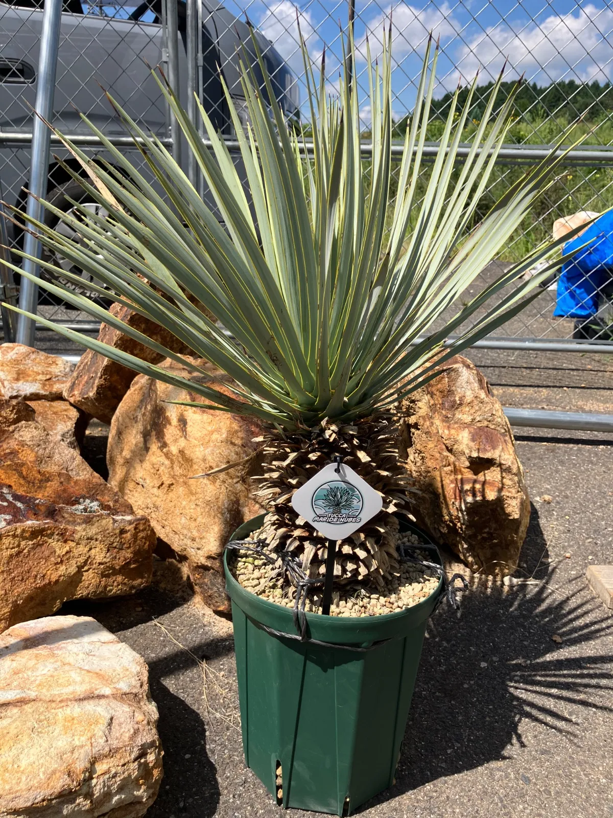 2025年最新】マルデヌベスの人気アイテム - メルカリ