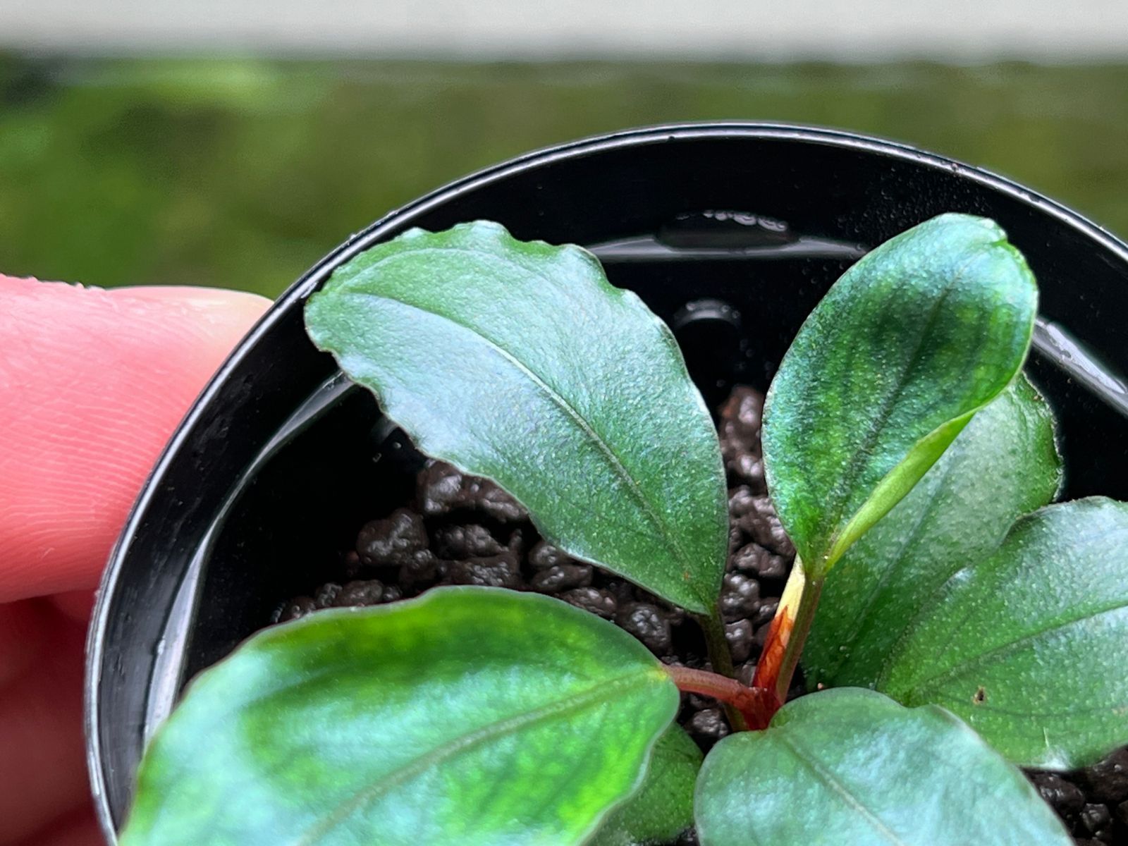 Bucephalandra sp. 